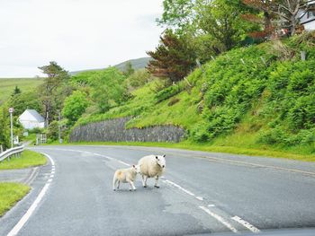 View of a horse cart on road