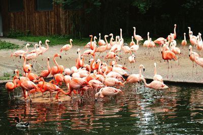 Flock of birds in lake