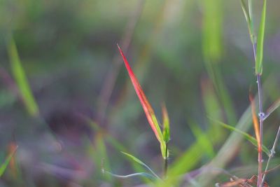 Close-up of grass growing on field