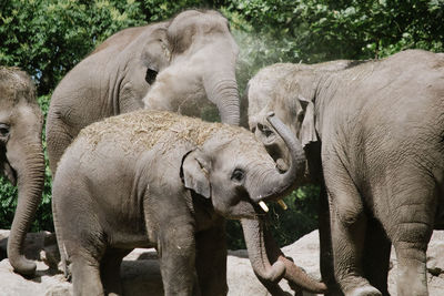 View of elephant in zoo