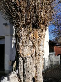 Close-up of tree against built structure