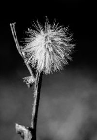 Low angle view of firework display at night