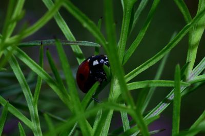 Close-up of ladybug on leaf