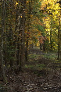 Trees in forest during autumn