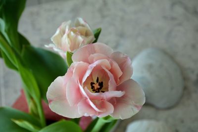 High angle view of rose flower