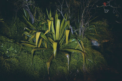 High angle view of fresh green plants on land