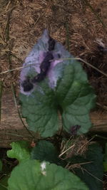 Close-up of plants