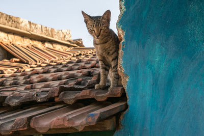 Low angle view of cat on roof against building