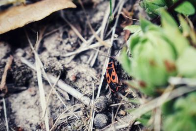 High angle view of ladybug on field