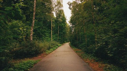 Road passing through forest