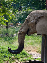 Close-up of elephant