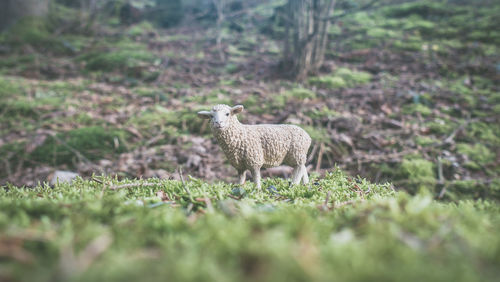 Sheep in a field