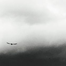 High angle view of bird flying in sky