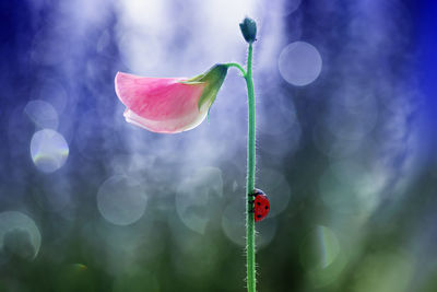 Close-up of ladybug on red flower