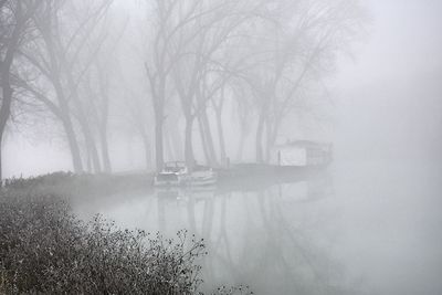 Trees during foggy weather