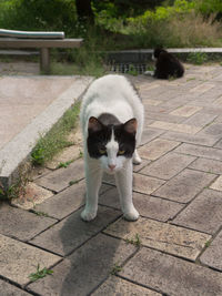 Portrait of cat