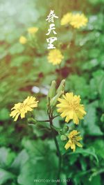 Close-up of yellow flowers