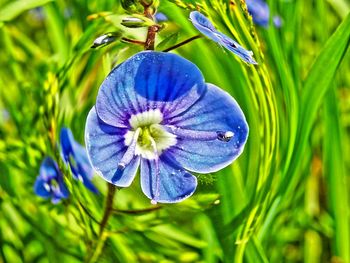 Close-up of purple flower blooming outdoors