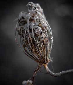 Close-up of dried plant