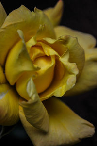 Close-up of yellow rose