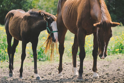 Horses standing on field