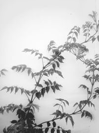 Low angle view of tree against clear sky