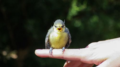 Cropped image of hand holding bird on finger