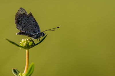 Close-up of butterfly pollinating flower