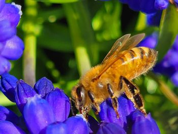 Close-up of bee pollinating on purple flower