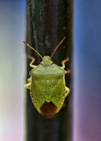 Close-up of green beetle on pole