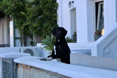 Portrait of black dog