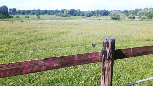 Scenic view of grassy field