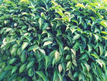 Full frame shot of plants