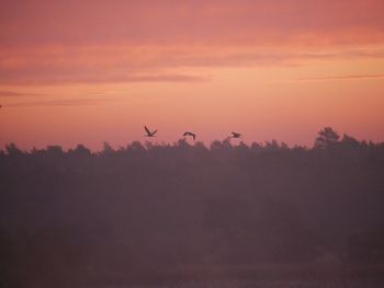 Silhouette birds flying against orange sky