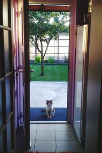 Cat looking through window