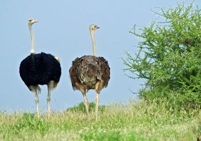 Birds on field against clear sky