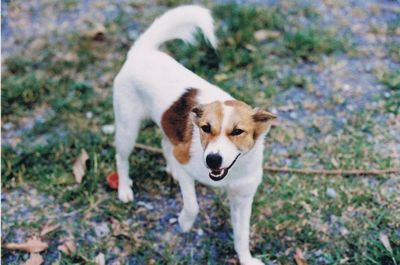 High angle portrait of dog standing outdoors