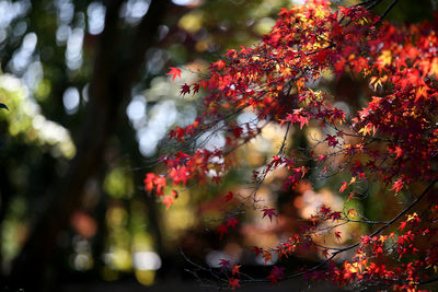 Close-up of red flower on tree