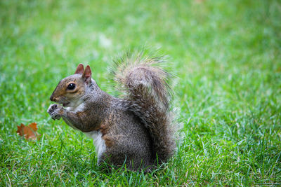 Close-up of squirrel on field