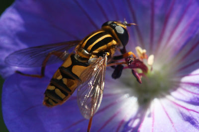 Close-up of bee on flower