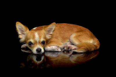 Close-up portrait of a dog over black background