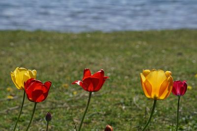 Close-up of red flowering plant on field