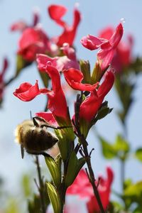 Low angle view of red flowers against sky