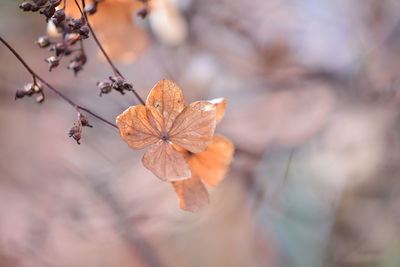 Close-up of orange flower on dry leaves