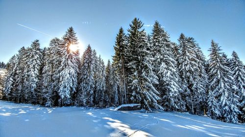 Trees against sky during winter