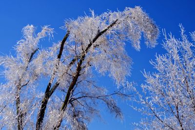 Low angle view of trees against blue sky