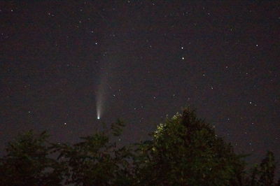 Low angle view of plants against sky at night