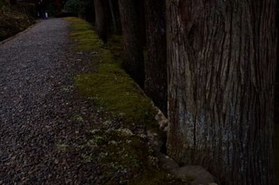 Close-up of tree trunk in forest