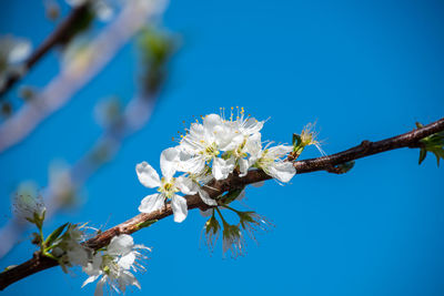 Close-up of insect on cherry blossom