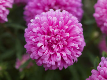 Close-up of pink rose flower